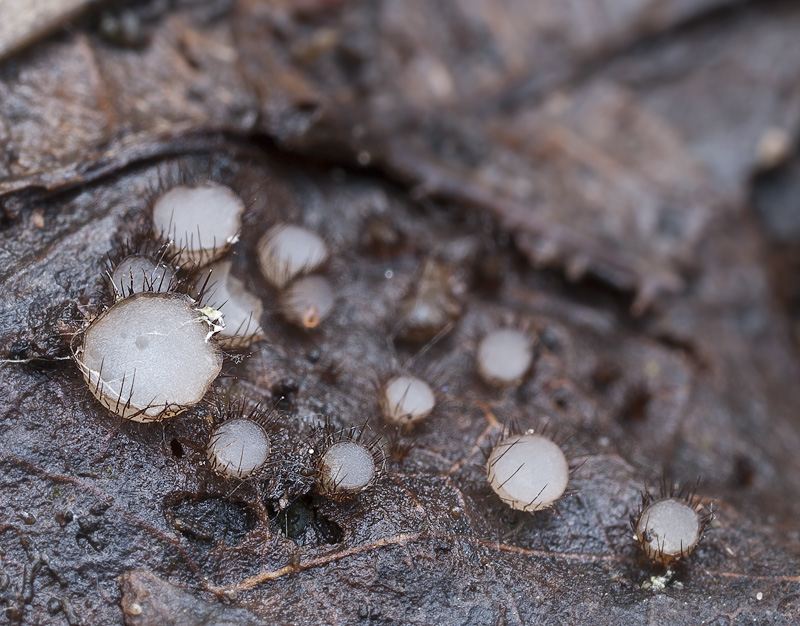 Trichophaeopsis bicuspis